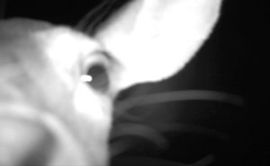 Doe Close-up